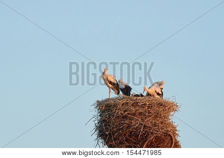 Stork with baby birds in the nest. Storks on a background of blue evening sky
