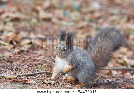 Eastern Gray Squirrel (Sciurus carolinensis) portrait searching for food. Wildlife autumn background