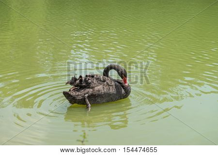 Duck Swimming At The Aclimacao Park In Sao Paulo
