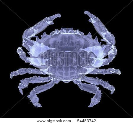 X-ray Dark-finger Coral Crab