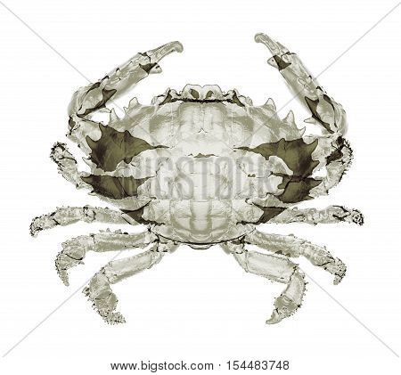X-ray Dark-finger Coral Crab