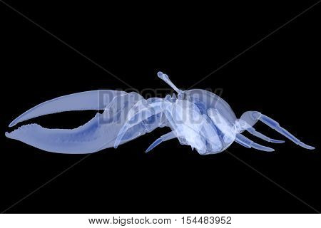 X-ray fiddler crab isolated. Sea life background 3d render