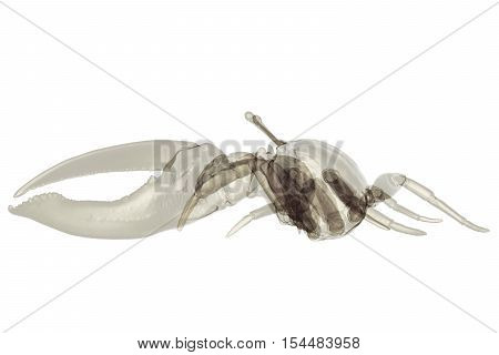 X-ray fiddler crab isolated. Sea life background 3d render