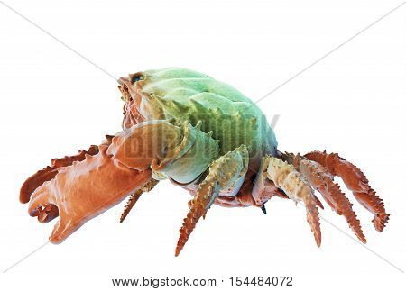 Dark-finger Coral Crab Isolated