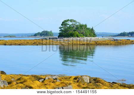 Casco Bay island with a rocky shore and seaweed.