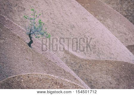 Alone tree on sand dunes in Cappadocia, Turkey, toned like Instagram filter