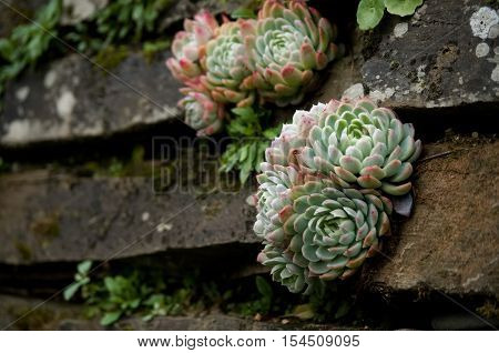 succulents and house leeks on a garden wall