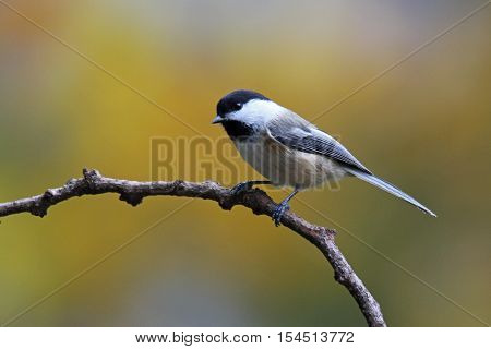 a black capped chickadee perching on a twig in Fall