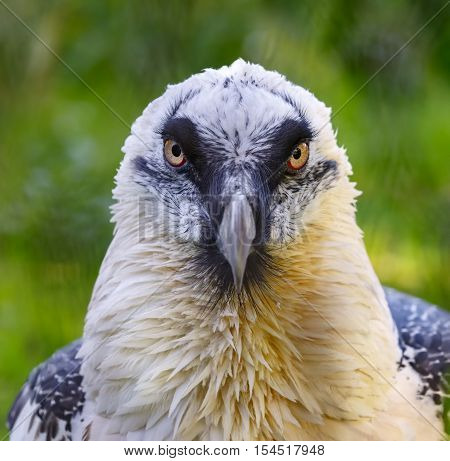Portrait of a beard vulture (Cypaetus barbatus aureus)