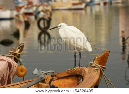 The Great Egret  ( Ardea alba ). White heron standing on a boat in marina.