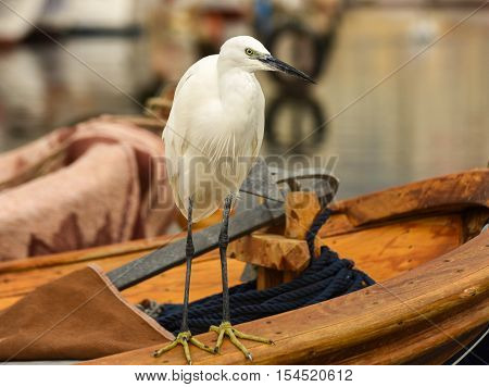 The Great Egret  ( Ardea alba ). White heron standing on a boat in marina.