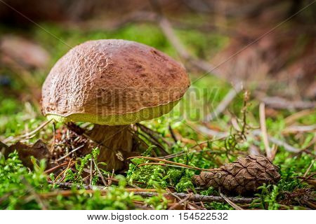 Boletus with cone at sunset at autumn