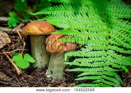 Two small boletus mushrooms in forest at autumn