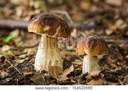 Two boletus mushrooms in deciduous forest at autumn