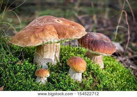Big Boletus Mushrooms On Moss In Forest