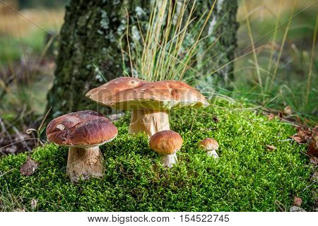 Several Boletus Mushroom On Moss In Forest