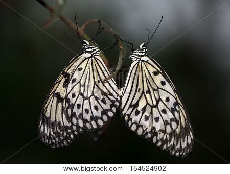 Malabar tree-nymph (Idea malabarica) butterflies mating. Black and white insects from peninsular India in the family Nymphalidae in cop