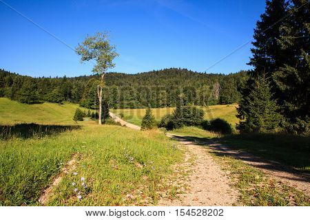 Grass and trees in the Kočevski Rog or Kočevje Rog Slovenia