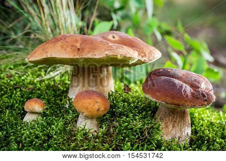 Boletus Mushrooms On Moss At Dawn In The Forest