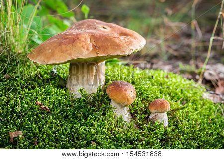 Wild noble mushrooms in forest in autumn