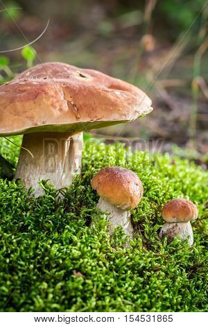 Wild noble mushrooms in forest in autumn