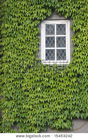 Fenster mit Efeu