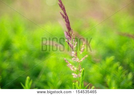 Close up of countryside grass with bokeh effect