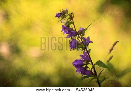 Close up of bluebell in the countryside