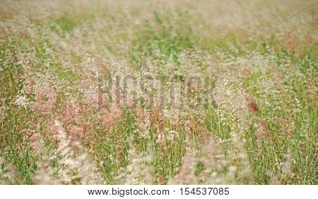 Setaceum Pennisetum Grass