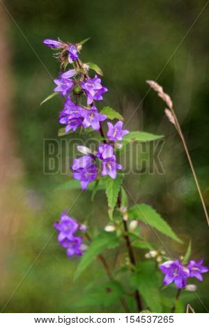 Close up of bluebell in the countryside