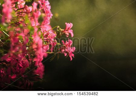 Close up of geranium flowers with bokeh effect