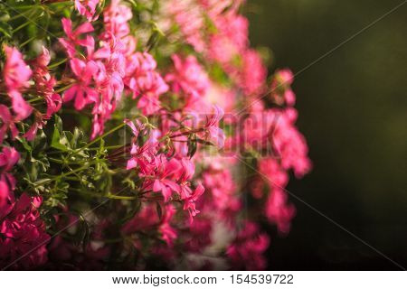 Close up of geranium flowers with bokeh effect