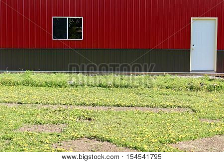 Red barn in a field of yellow dandelions