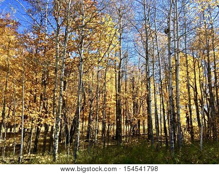 Wooded birch trees during Autumn in sunlight