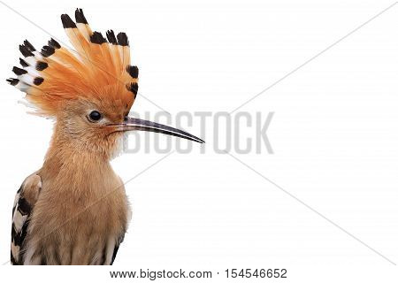 Upupa epops isolated on white, bird disappears, rare bird, beautiful bird