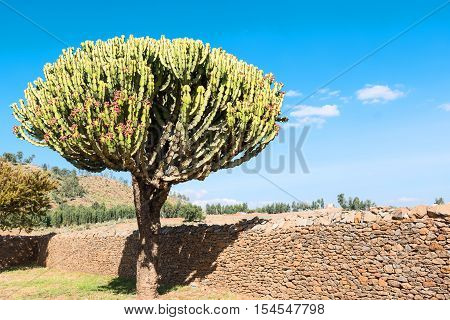 Ethiopia Axum an euphorbia tree between the ruins of the baths of the Queen of Saba
