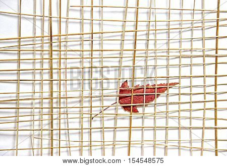 Bright Red And Yellow Multicolor Pressed Decorative Maple Leaves Under The Grate Of Straw Photo Mani
