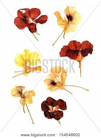 Compressed Nasturtium Petals Spread Out Isolated On White
