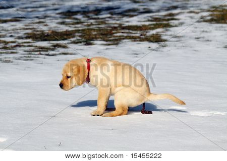 Hund pooping