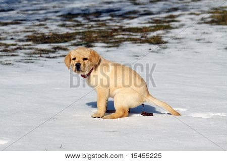 Pooping hund