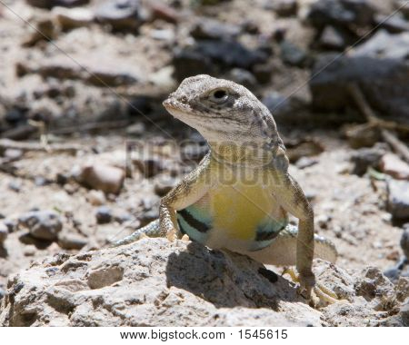 Zebra Tailed lisko