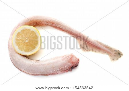 Small-spotted catshark in front of white background