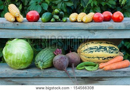 Close Up Fresh Organic Vegetables (Corn Tomato Cucumber Cabbage Vegetable Marrow Beet Peas Carrot) On Old Wooden Construction Ladder Outdoors. Fresh Young Vegetables.