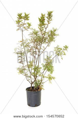 Pistacia lentiscus in front of white background