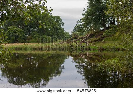 Reflections in a pond in the countryside of Ambleside in Cumbria UK