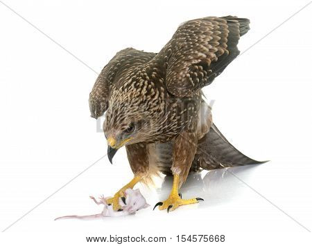 Common buzzard in front of white background