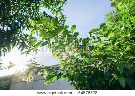 Wrightia religiosa white tree in the garden with sunlight