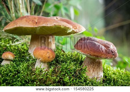 Boletus mushrooms on moss at dawn in the forest