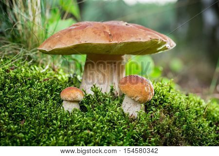 Boletus mushroom on moss in the forest at sunset