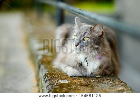 Beautiful Gray Cat By A Doorstep